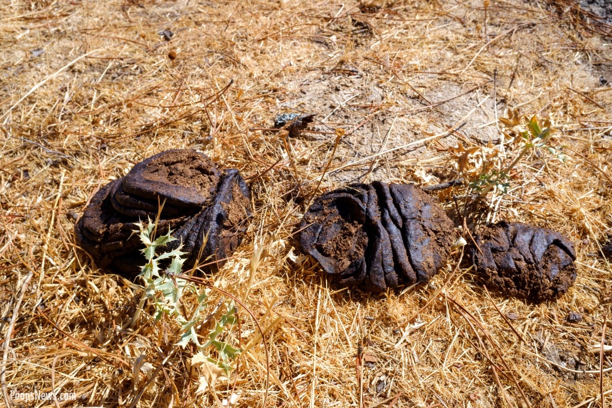 The Great Cow Dung Showdown of Krylovskoye — A New Russian Sporting Sensation!