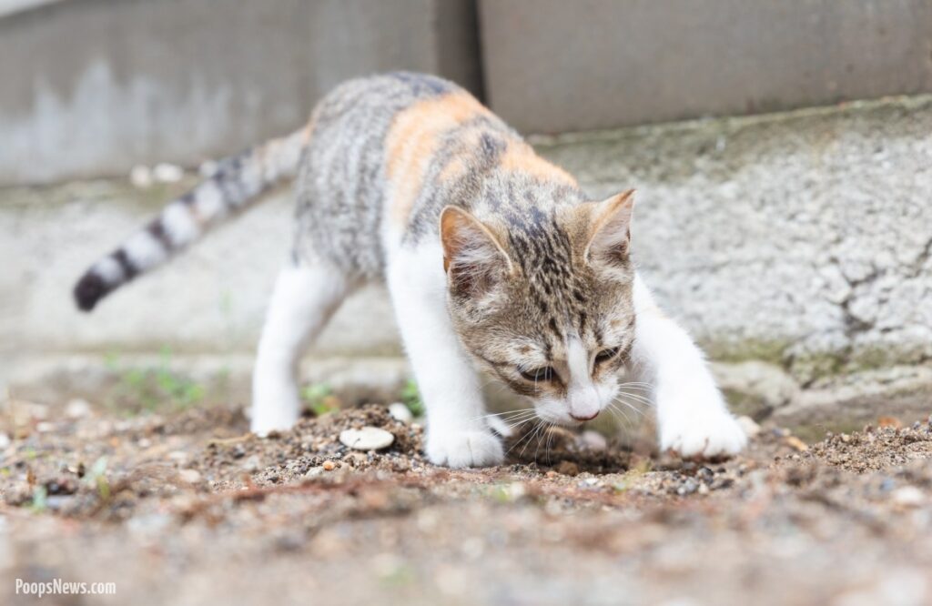 Stardust and Litter: The Intergalactic Power of Your Cat’s Daily Ritual