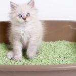 Senate Deliberates Groundbreaking Pet Privacy Bill: A Feline Right to Privacy?