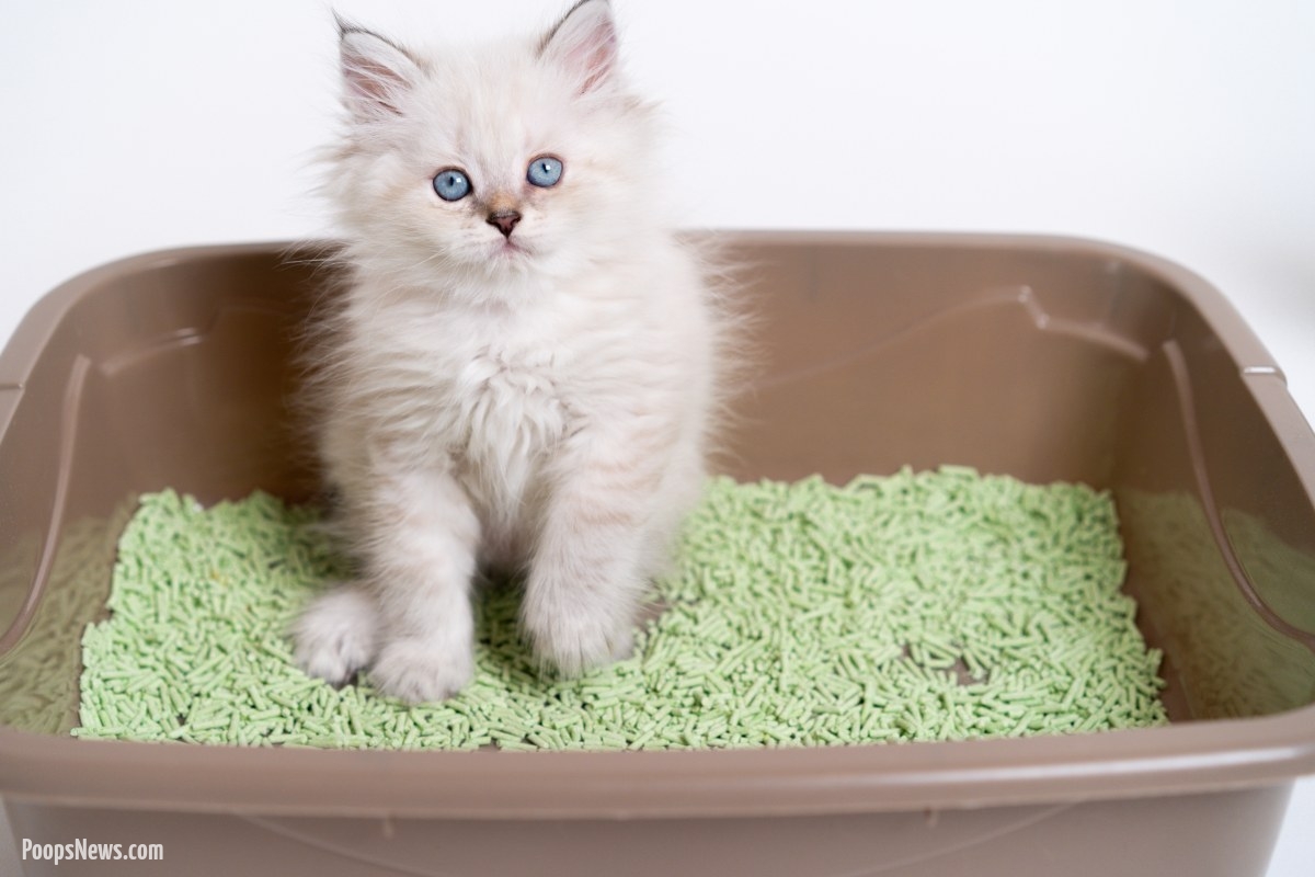 Senate Deliberates Groundbreaking Pet Privacy Bill: A Feline Right to Privacy?