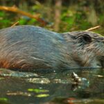 Cows, Beavers, and Bizarre Brews: Belarus’s Medicine Crisis