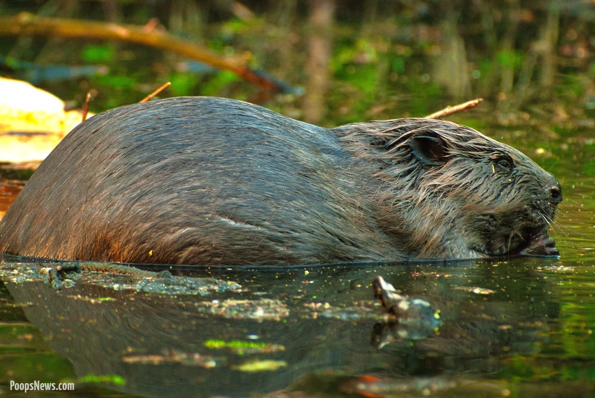 Cows, Beavers, and Bizarre Brews: Belarus’s Medicine Crisis