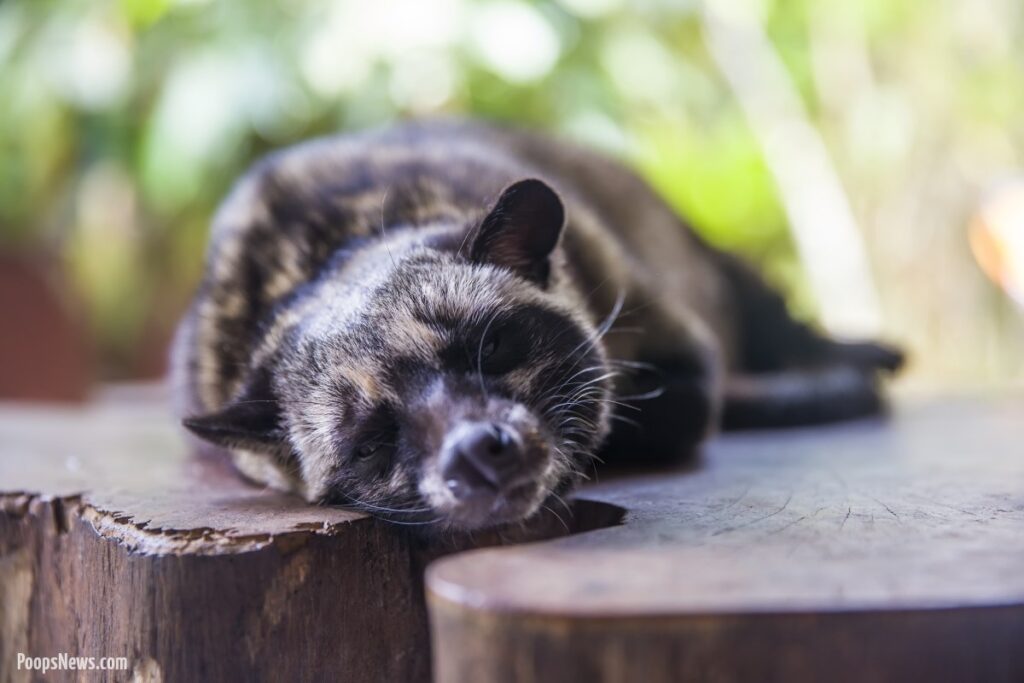 Kopi Luwak: From Civet Cat Poop to Your Morning Coffee Cup