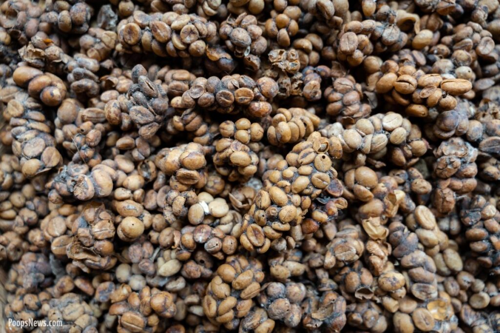 Kopi Luwak: From Civet Cat Poop to Your Morning Coffee Cup